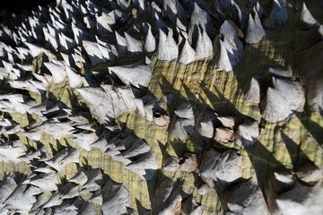 Tree.The bark of a rare tree Monkey Go Happy Xmas Tree