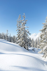 Winter scene. Frozen forest in the mountains 