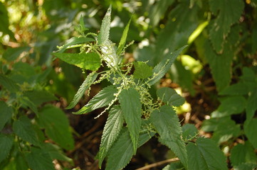 Urtica