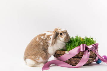Rabbit near basket with grass bound by pink ribbon, easter concept
