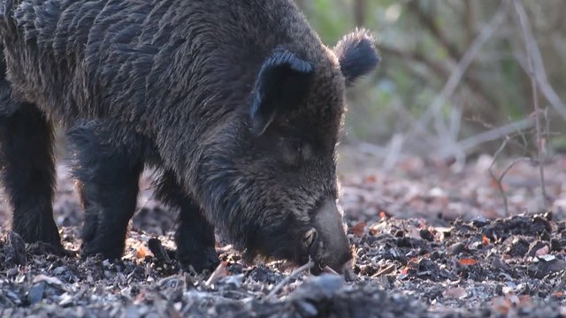 Wildschwein Keiler auf Futtersuche, Portrait, Schwarzwild, Januar, (Sus scrofa)