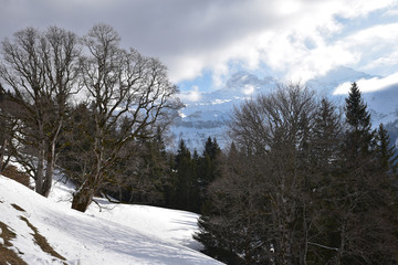 Arbres en hiver dans l'Oberland bernois en Suisse