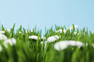 View of camomiles and grassplot isolated on blue