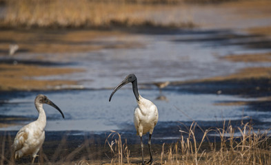 Black-headed Ibis (Threskiornithidae Pelecaniformes)