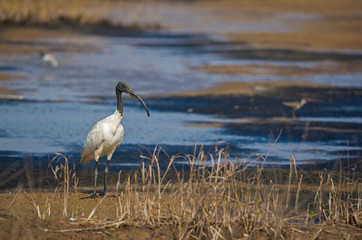 Black-headed Ibis (Threskiornithidae Pelecaniformes)
