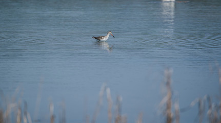 Common Redshank (Tringa totanus)