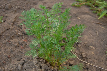 Daucus carota subsp. sativus
