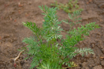 Daucus carota subsp. sativus