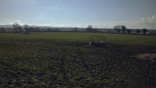 Early spring, green rural landscape with fields, cows and pasture. Tarvin, Cheshire, England