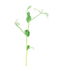 pea sprouts
