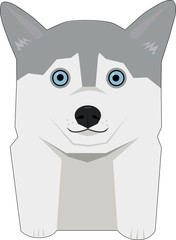 husky with blue eyes © Ella