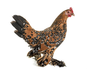 Booted Bantam in studio