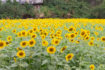 Beautiful Sunflower in the field at Phitsanulok Thailand.