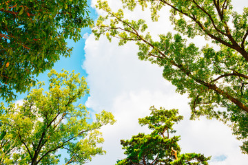 Green trees and blue sky in summer day