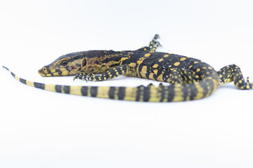 Monitor lizard (Varanus salvator) on a white background