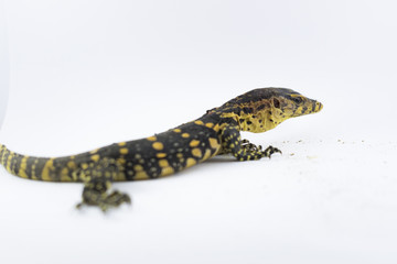 Fototapeta premium Monitor lizard (Varanus salvator) on a white background