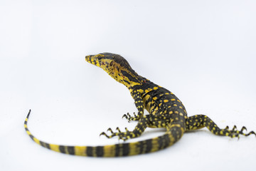 Varanus salvator, commonly known as Asian Water Monitor  on a white background