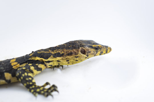 Asian water monitor  on white background