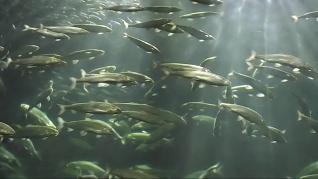 Lachsforelle / Lachs - Schwarm
