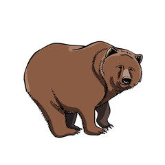 Bear . Hand drawing sketch on white background.