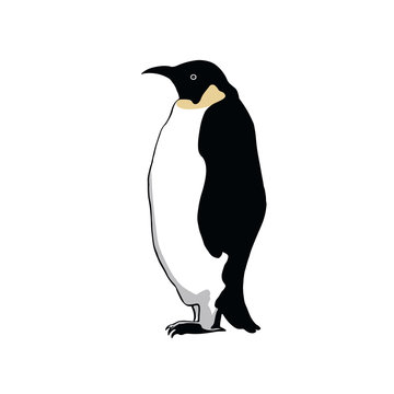 Penguin . Hand drawing sketch on white background.