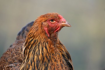 Portrait einer rebhuhnfarbigen Brahma Henne