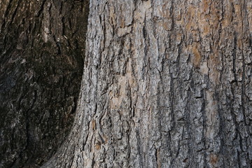 Old tree in the park