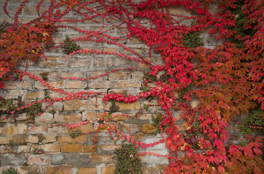 Old stone wall with ivy in bright autumn colors.