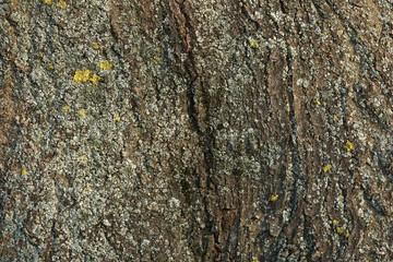 Old tree bark texture