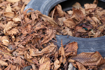 Fallen chestnut leaves over an old tyre