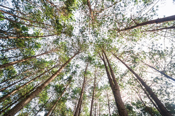 Bottom view of pine tree in pine forest