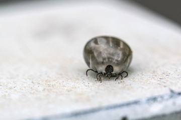 Close-up of a female tick, which is full of blood. Concept: animals or health