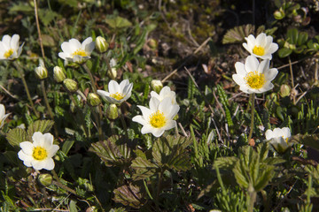 Mountain avens (Dryas octopetala). Spring in the tundra.