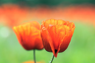 Closeup from a wild poppy flower against a calm background. Concept: flowers