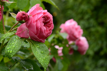 Blumen 902
