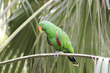 Eclectus parrot (eclectus roratus) perched on a branch of a tree