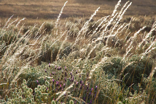 Detalle de hierbas y flores silvestres en el campo y a contraluz ( gramineas, mejorana, cantueso )