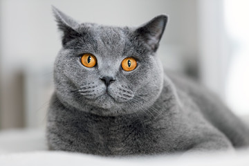 Cute grey cat laying on the sofa. - obrazy, fototapety, plakaty