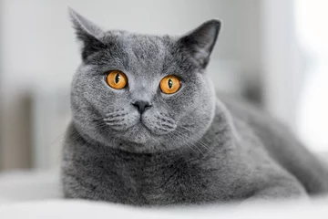 Foto op Plexiglas Cute grey cat laying on the sofa. © Photocreo Bednarek