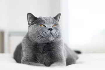 Sweet grey cat laying with eyes closed