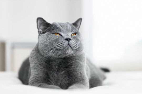 Fototapeta Sweet grey cat laying with eyes closed