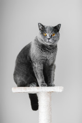 Chat de race gris majestueux assis sur le grattoir