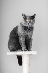 Poster Chat Chat de race gris majestueux assis sur le grattoir