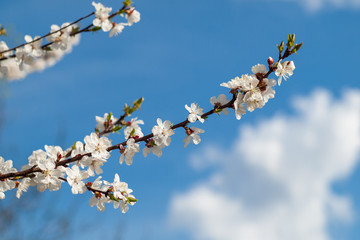 Branch of spring flowering apple tree with blue sky background