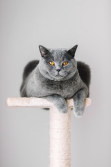 Majestic grey cat laying on the top of the scratcher.