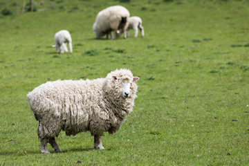 Woolly sheep on green grass in New Zealand's Otago Peninsula