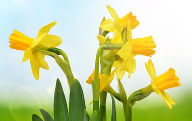 Yellow Narcissus flowers on blurred nature background. Spring season.