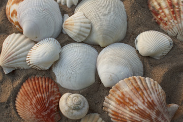 seashells on the beach