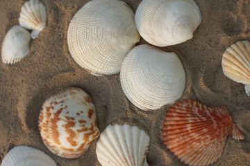 seashells on the beach