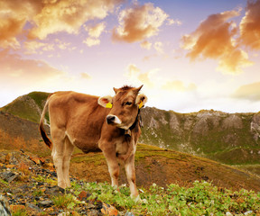 Cow on mountain meadow in Switzerland Alps at sunset.